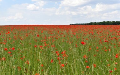 Paysage au champ de coquelicots, field poppies, sous un ciel nuageux.