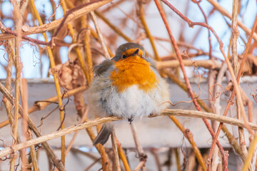 Cute bird the European Robin, Erithacus rubecula. sitting on the tree branch in winter.