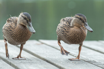 A photograph showing two young ducks walking on a wooden pier. The ducks look a little awkward,...