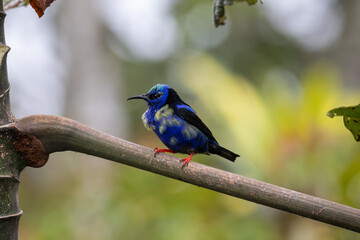 Red-Legged Honeycreeper Immature Perched