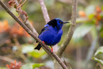Vivid Blue Red-Legged Honeycreeper Perched on Tree Branch