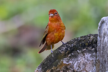 Summer Tanager Perched On Stone Bench