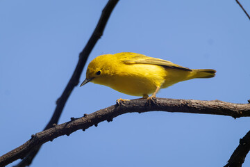 Yellow Warbler On A Branch