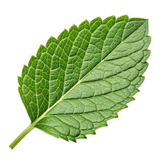Obraz premium A single vibrant green mint leaf with detailed veins and serrated edges isolated on transparent background