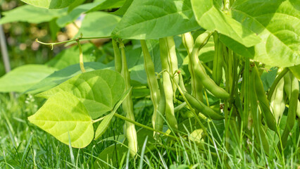 Close-up macro photography of freshly ripening asparagus beans