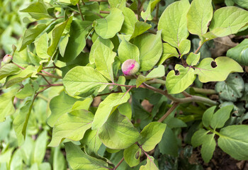 the first spring flowers, outdoor walks in a nature park with an overview of the area