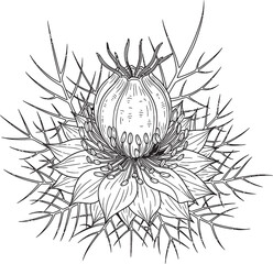 Nigella Sativa Flower : A detailed artistic rendering showcases the elegant beauty of Nigella Sativa. Its delicate petals and intricate seed pod are rendered with artistic precision.