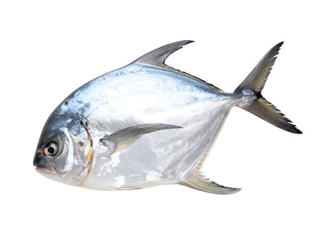 A fresh, whole pomfret fish with a shiny silver body, ready for cooking.