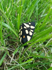 butterfly on a flower