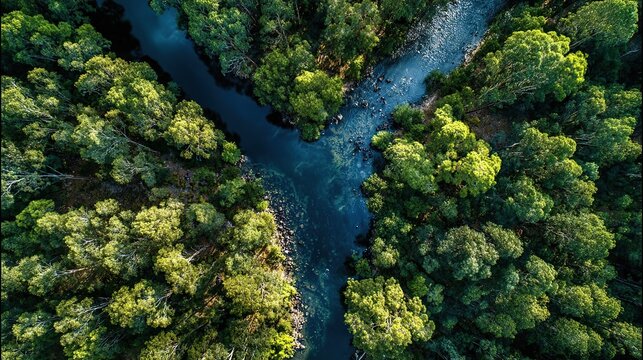 Aerial View of River Fork in Dense Forest