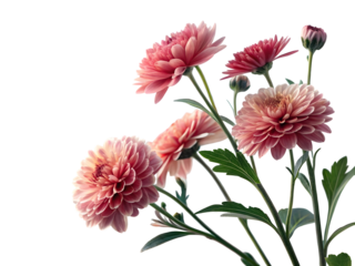Pink chrysanthemum blossoms with green stems isolated on a transparent background floral garden