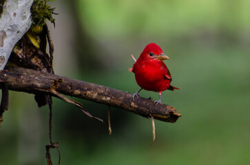 ROJO