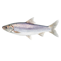 side view of a shad fish with smooth surface
