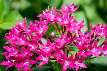 Close-up shot of beautiful, colorful Pentas lanceolata flowers.
