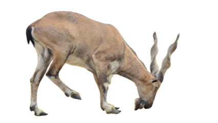 Markhor (Capra falconeri) PNG. Majestic Wild Goat and National Animal of Pakistan for Wildlife, Mountain, and Cultural-Themed Designs. Transparent Background.