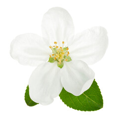 Delicate white apple blossom flower with green leaves isolated on transparent background