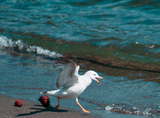 Seagull Landing on Sandy Lakeshore Beach w/Teal Waves Breaking (filtered photo w/ Texture)