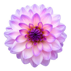 Fototapeta premium Beautiful light purple and white dahlia flower isolated on transparent background