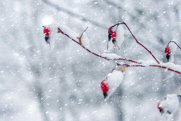 A snowy branch with red rosehip berries covered with frost and snow during a heavy snowfall in winter