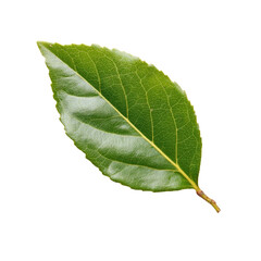 Obraz premium Single green leaf isolated on a transparent background, showcasing its detailed venation and texture. background removed