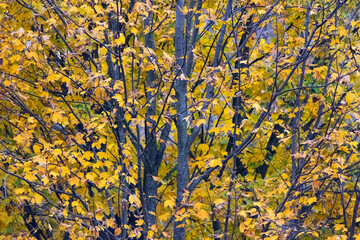 General plan of a tree with yellow leaves on a blurred background on a sunny autumn day