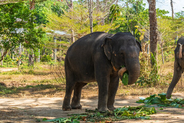 Elephant enjoying retirement in a rescue sanctuary in Phuket