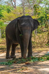 Obraz premium Elephant enjoying retirement in a rescue sanctuary in Phuket