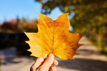 Bright yellow and red autumn leaves in a man's hand