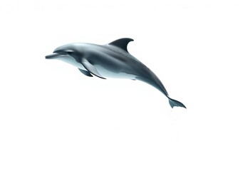 A playful dolphin leaps high against a pristine white background, clean, nature photography