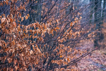 View of dry shrub branches with brown leaves remaining after autumn in a gloomy forest in winter