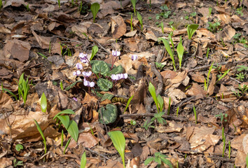 sunny day, flower glades in the middle of the forest, spring season, walks in the surroundings