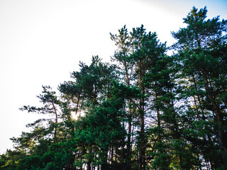 Tall pine trees under a bright sky with soft sunlight. Ideal for nature and privacy.