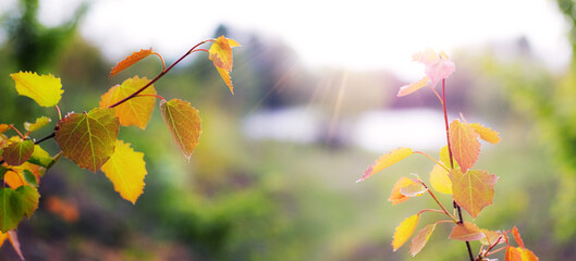 Multicolored leaves on a branch in sunlight, close-up on a blurred natural background, autumn landscape, soft natural light
