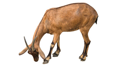 Alpine Goat (Capra aegagrus hircus) PNG. Hardy Mountain Livestock Element for Farming, Dairy, and Nature-Themed Designs. Transparent Background.