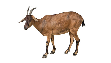 Alpine Goat (Capra aegagrus hircus) PNG. Hardy Mountain Livestock Element for Farming, Dairy, and Nature-Themed Designs. Transparent Background.