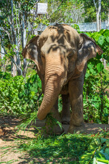 Elephant enjoying retirement in a rescue sanctuary in Phuket