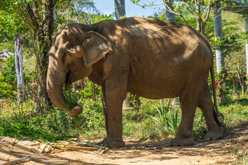 Elephant enjoying retirement in a rescue sanctuary in Phuket