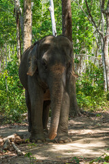 Fototapeta premium Elephant enjoying retirement in a rescue sanctuary in Phuket