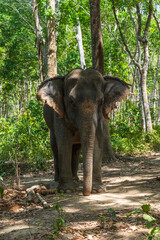 Fototapeta premium Elephant enjoying retirement in a rescue sanctuary in Phuket