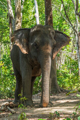Elephant enjoying retirement in a rescue sanctuary in Phuket