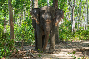 Elephant enjoying retirement in a rescue sanctuary in Phuket