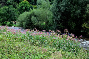 Drüsiges Springkraut am Ufer der Dreisam in Freiburg