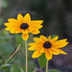 yellow flower in the garden