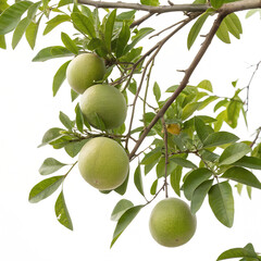 Green citrus fruit branch with leaves isolated on transparent background