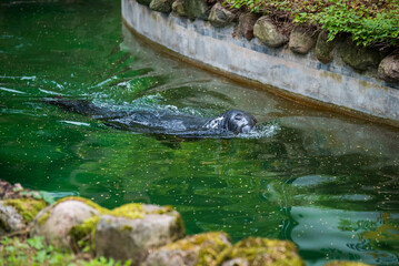 Fur seal in the pool