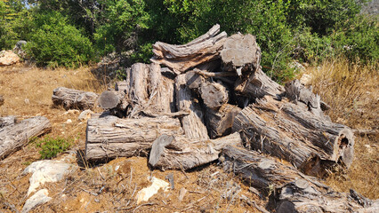 Stacked juniper (Juniperus sp) logs, intended for use as firewood, at an elevation of 900-1000 m in the Eastern Mediterranean.