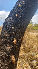 Gummy or jellylike sap oozing from the trunk of an almond tree, a symptom, called gummosis, caused by insect boring, winter fungus injuries, or mechanical injuries