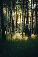 Obraz premium A summer day's evening is characterized by a dark forest and a glossy glade