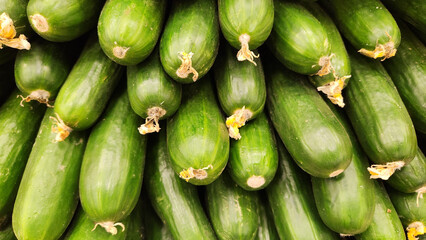 Fresh green cucumbers, Cucumis sativus, are for sale in a neat stack on the market shelf
