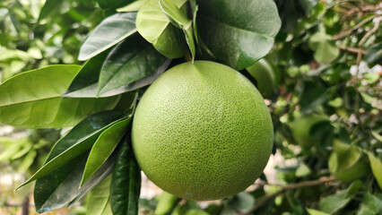 Pomelo, or Citrus maxima, is a large citrus fruit that ripens in mid-summer.